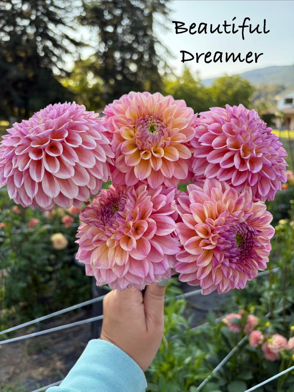 Beautiful Dreamer