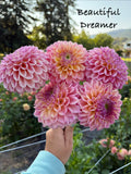 Beautiful Dreamer