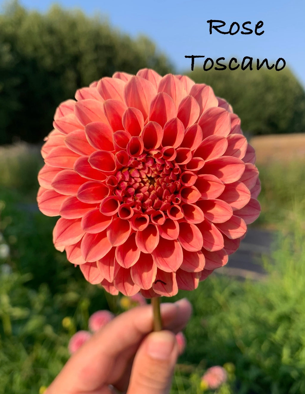 Rose Toscano