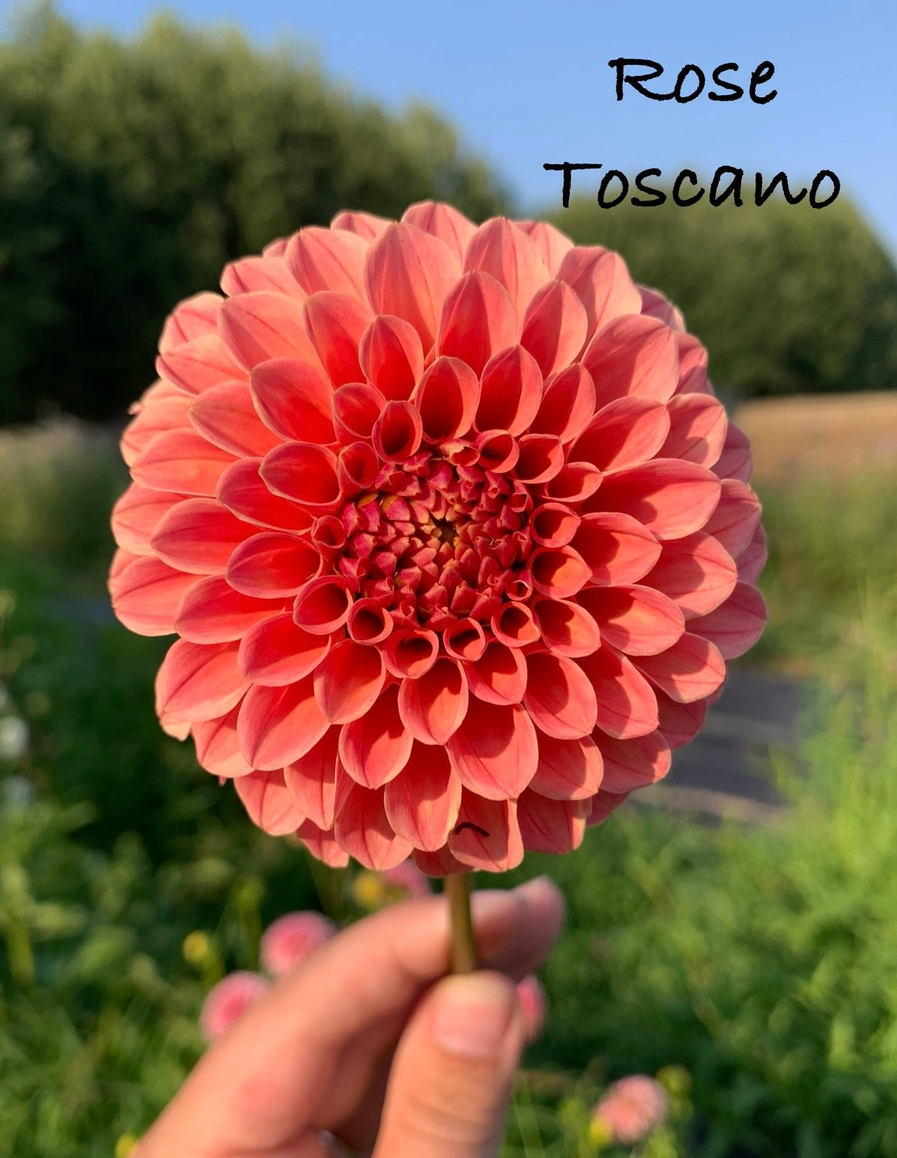 Rose Toscano