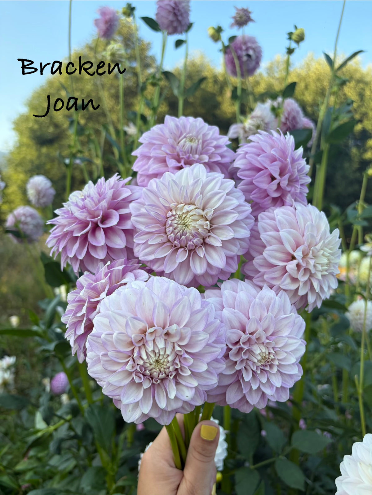 Bracken Joan