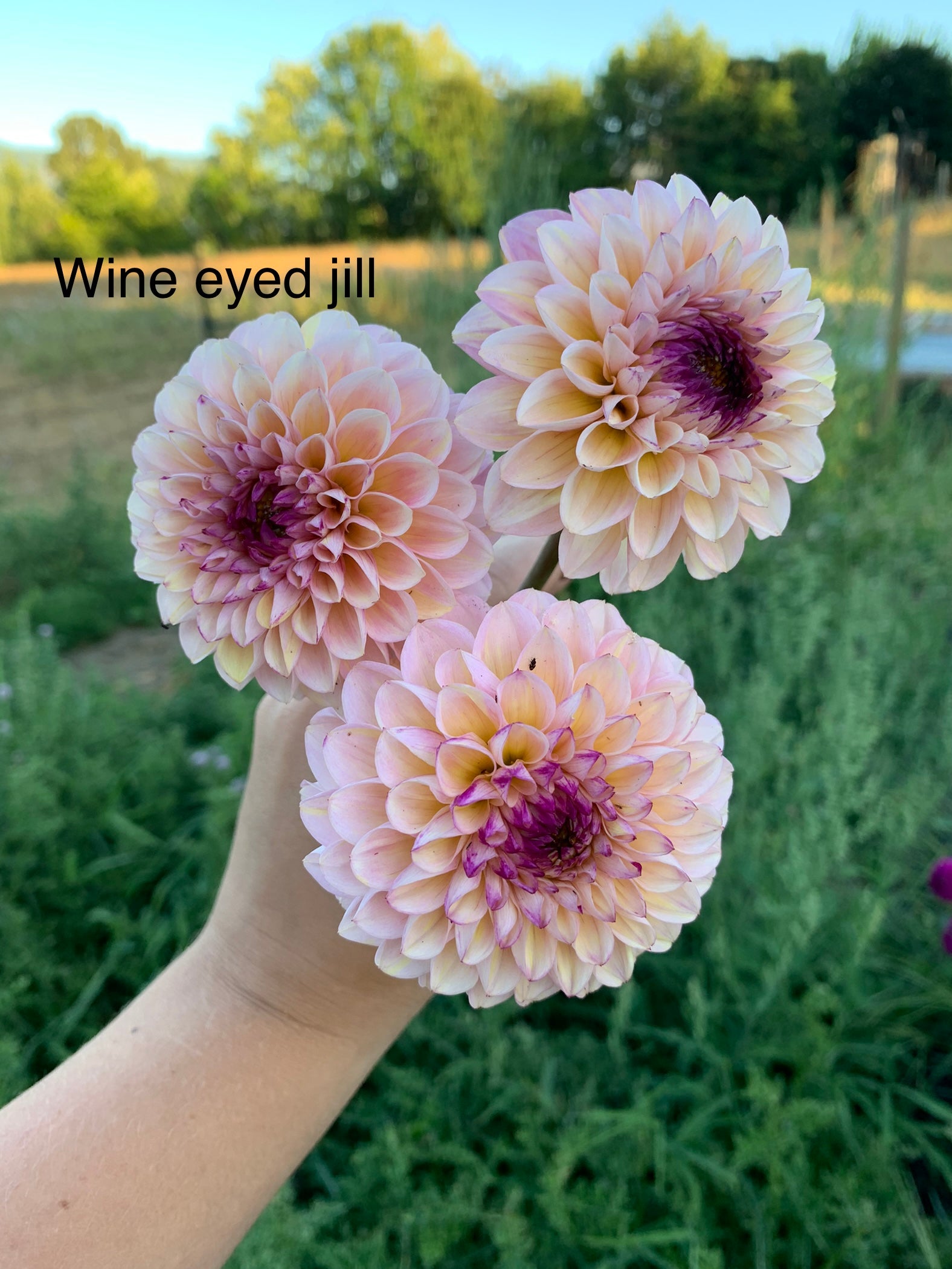 Wine Eyed Jill