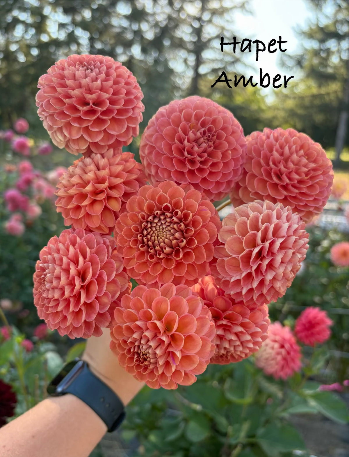 Hapet Amber