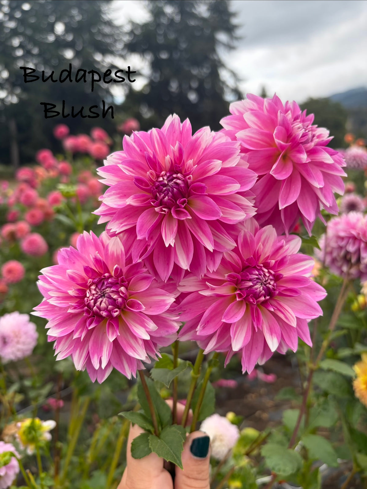 Budapest Blush