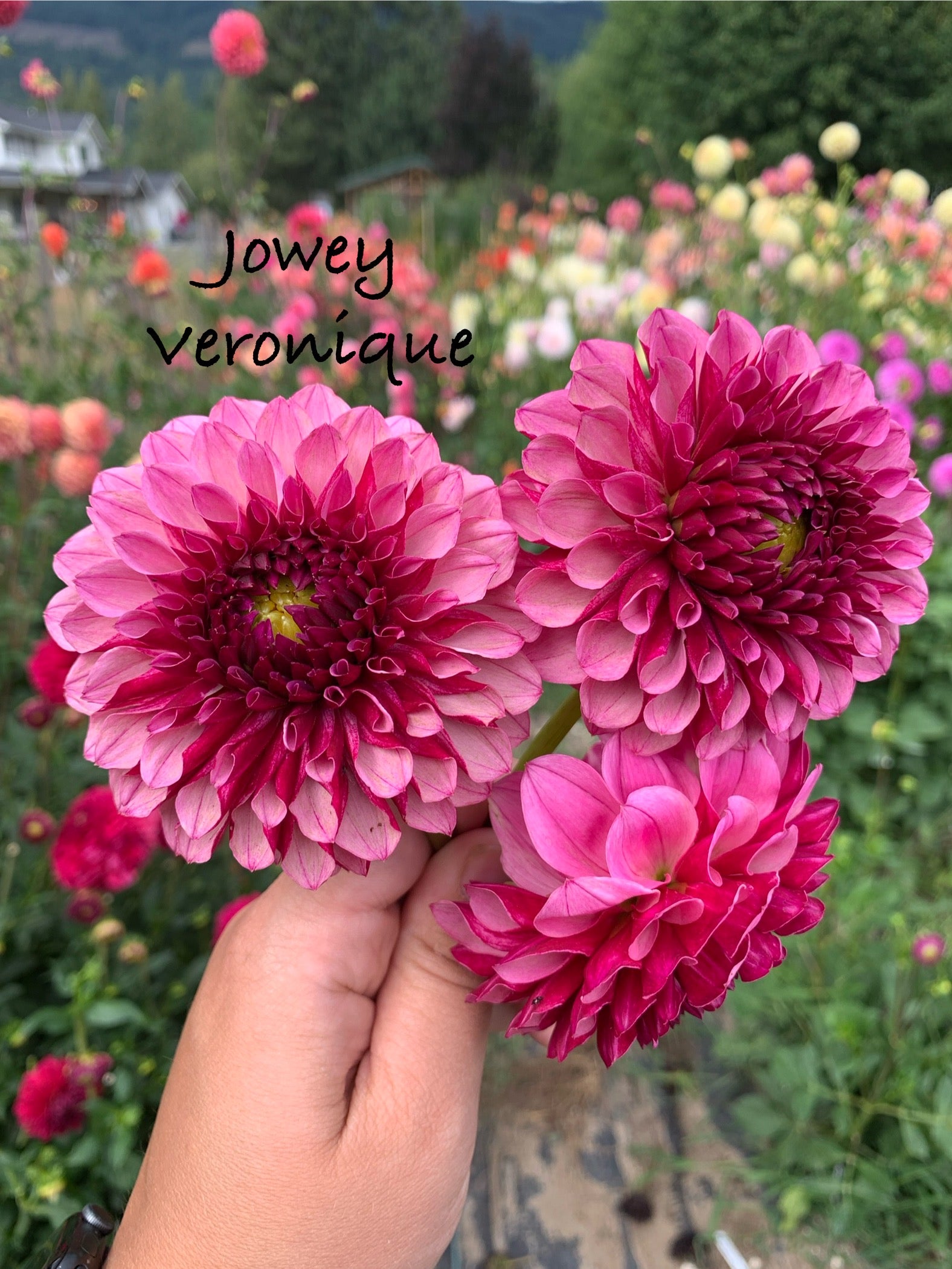 Jowey Veronique