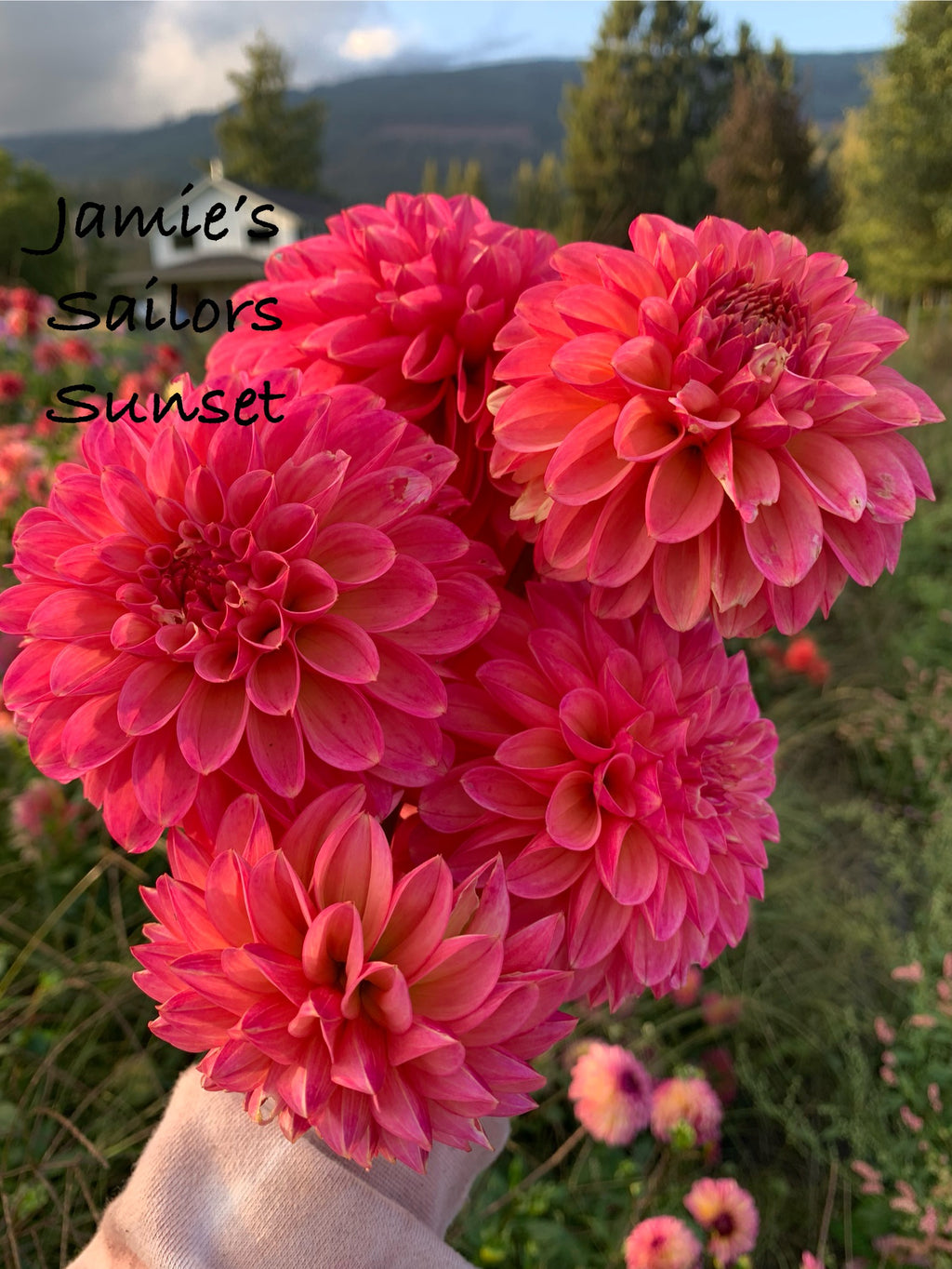 Jamie’s Sailors Sunset