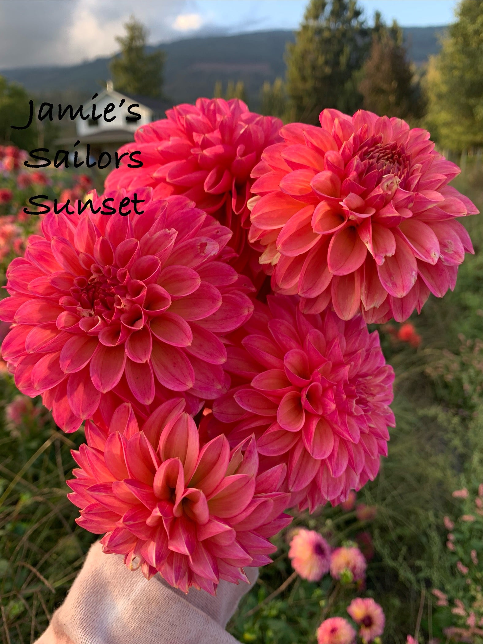 Jamie’s Sailors Sunset