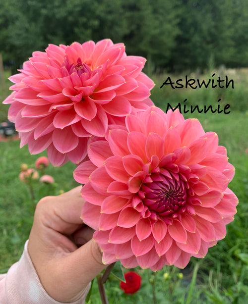 Askwith Minnie