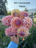 RM Summer Haze