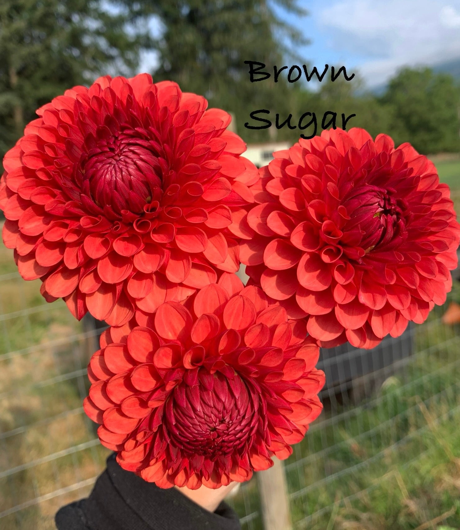 Brown Sugar
