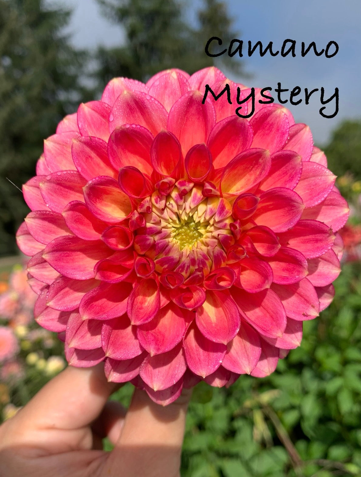 Camano Mystery