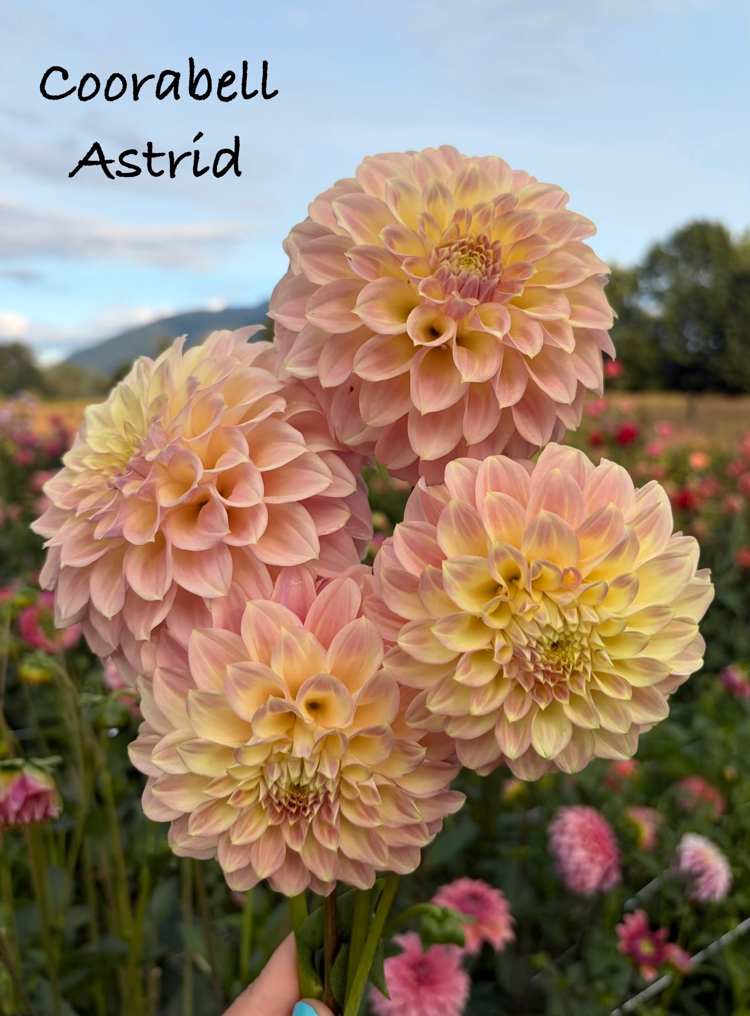 Coorabell Astrid