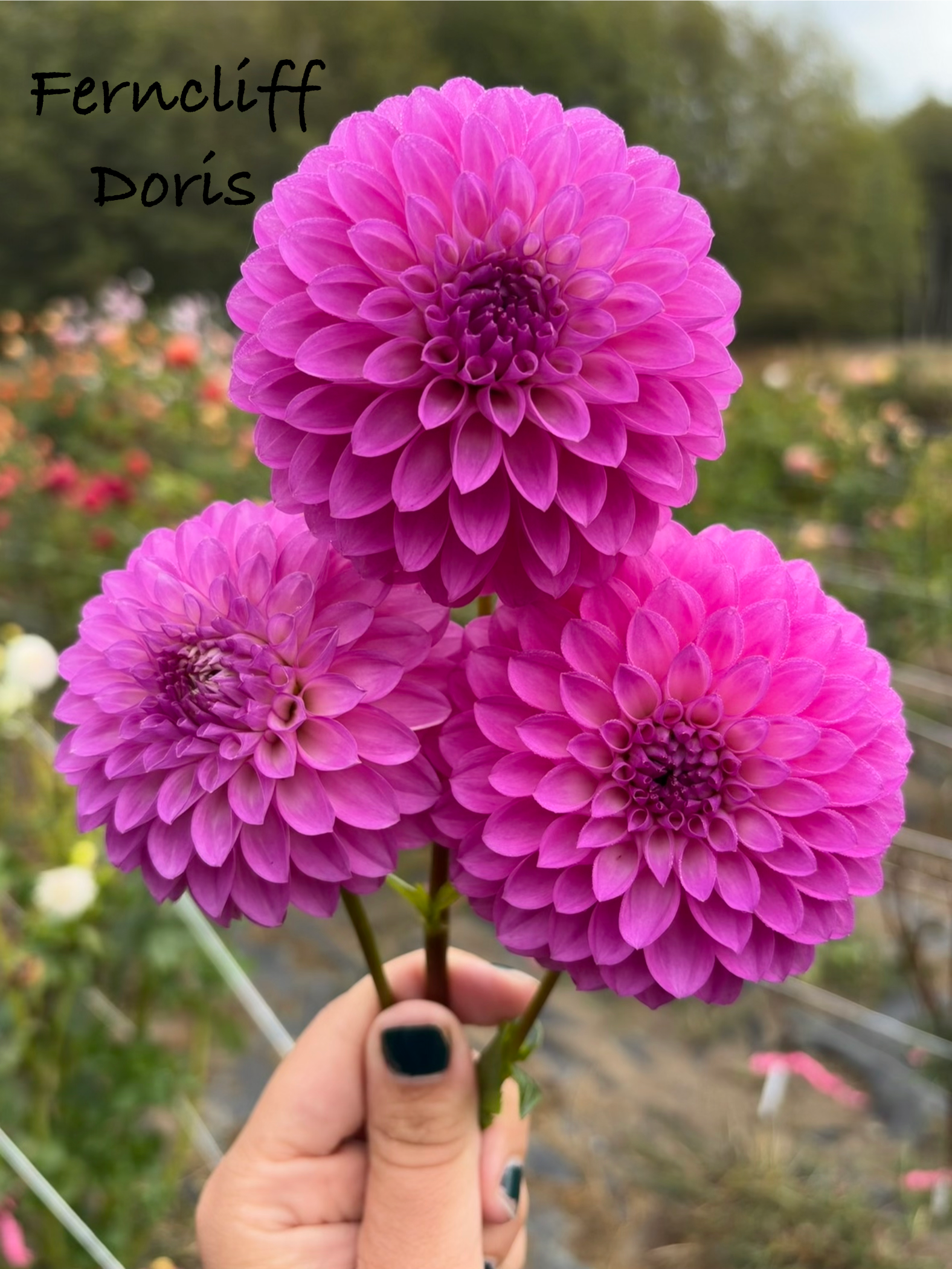 Ferncliff Doris