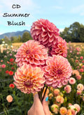 CD Summer Blush