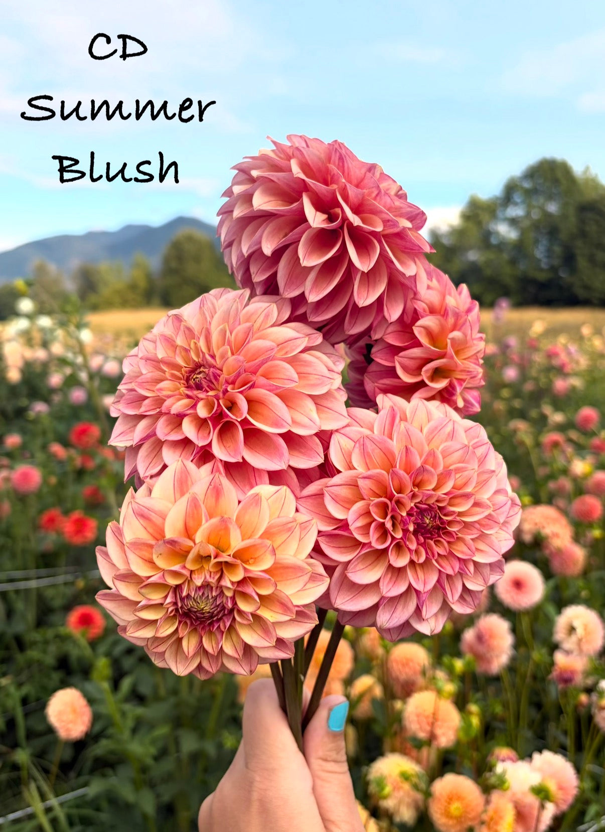 CD Summer Blush