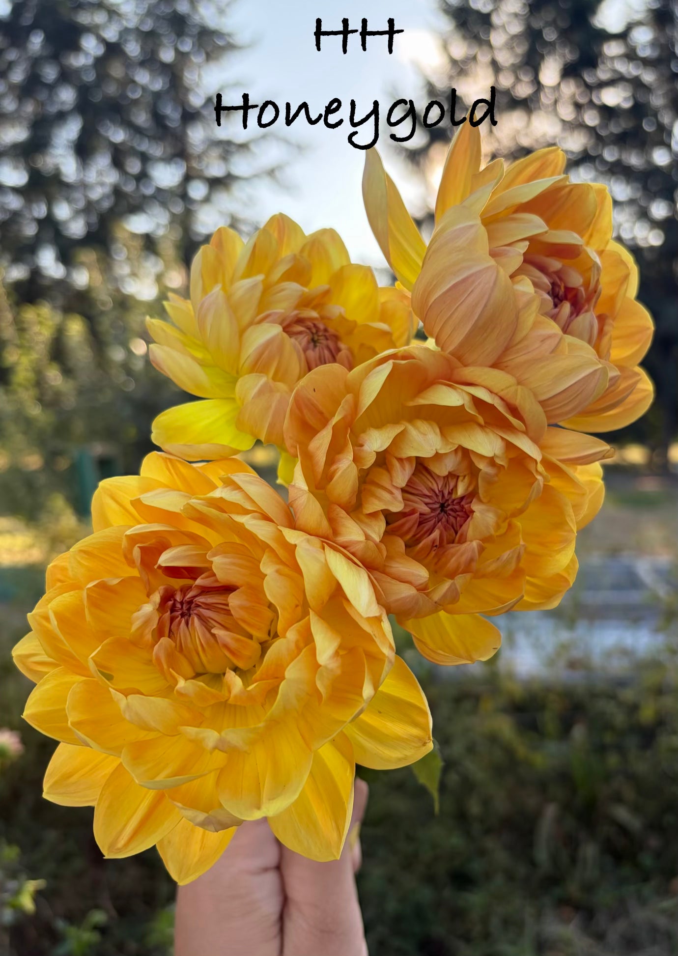 Hollyhill Honeygold