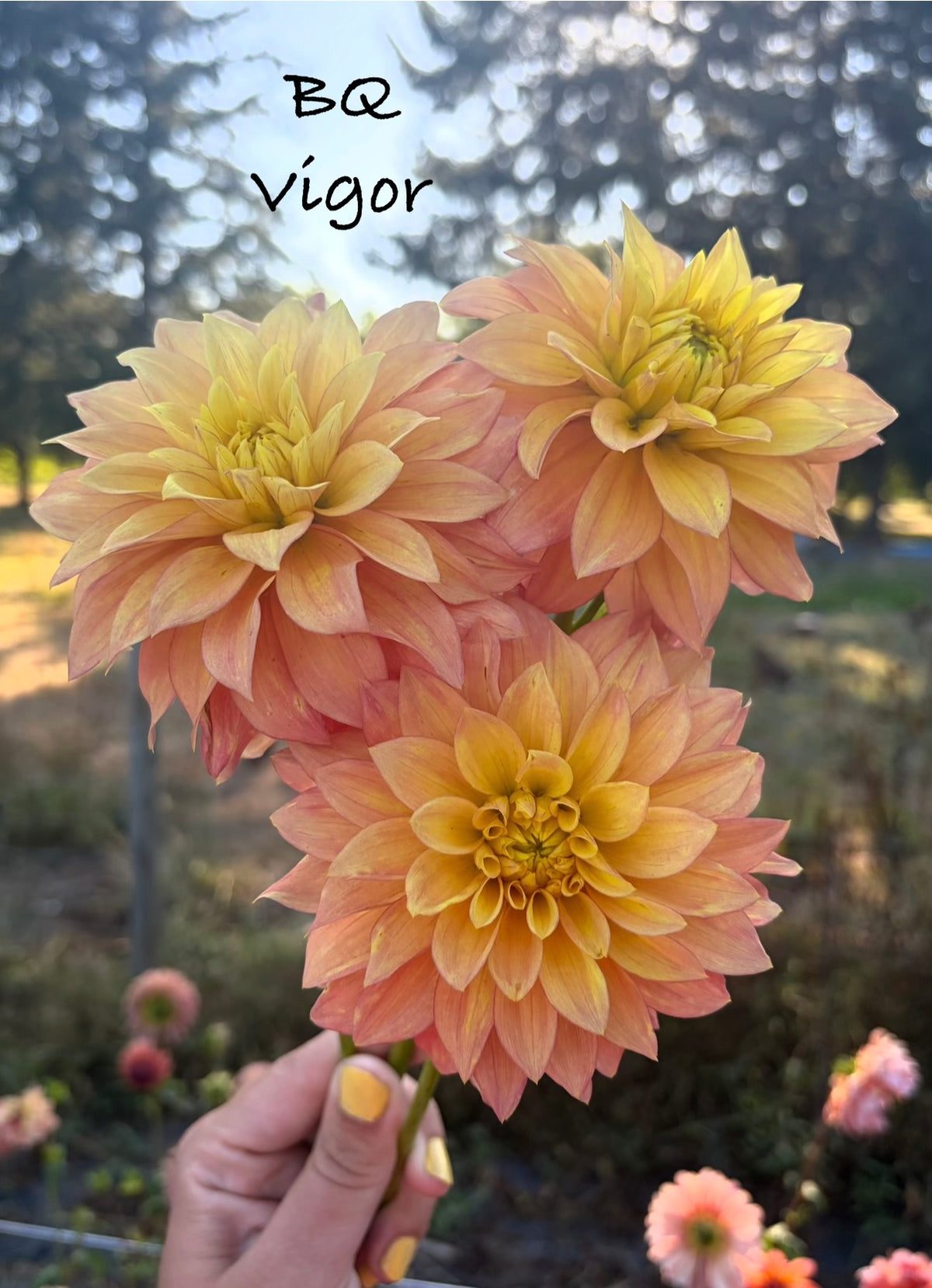 BQ Vigor