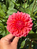 Levi’s Tomato NOT