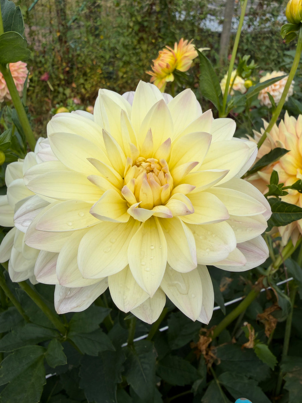 Hollyhill Creamy