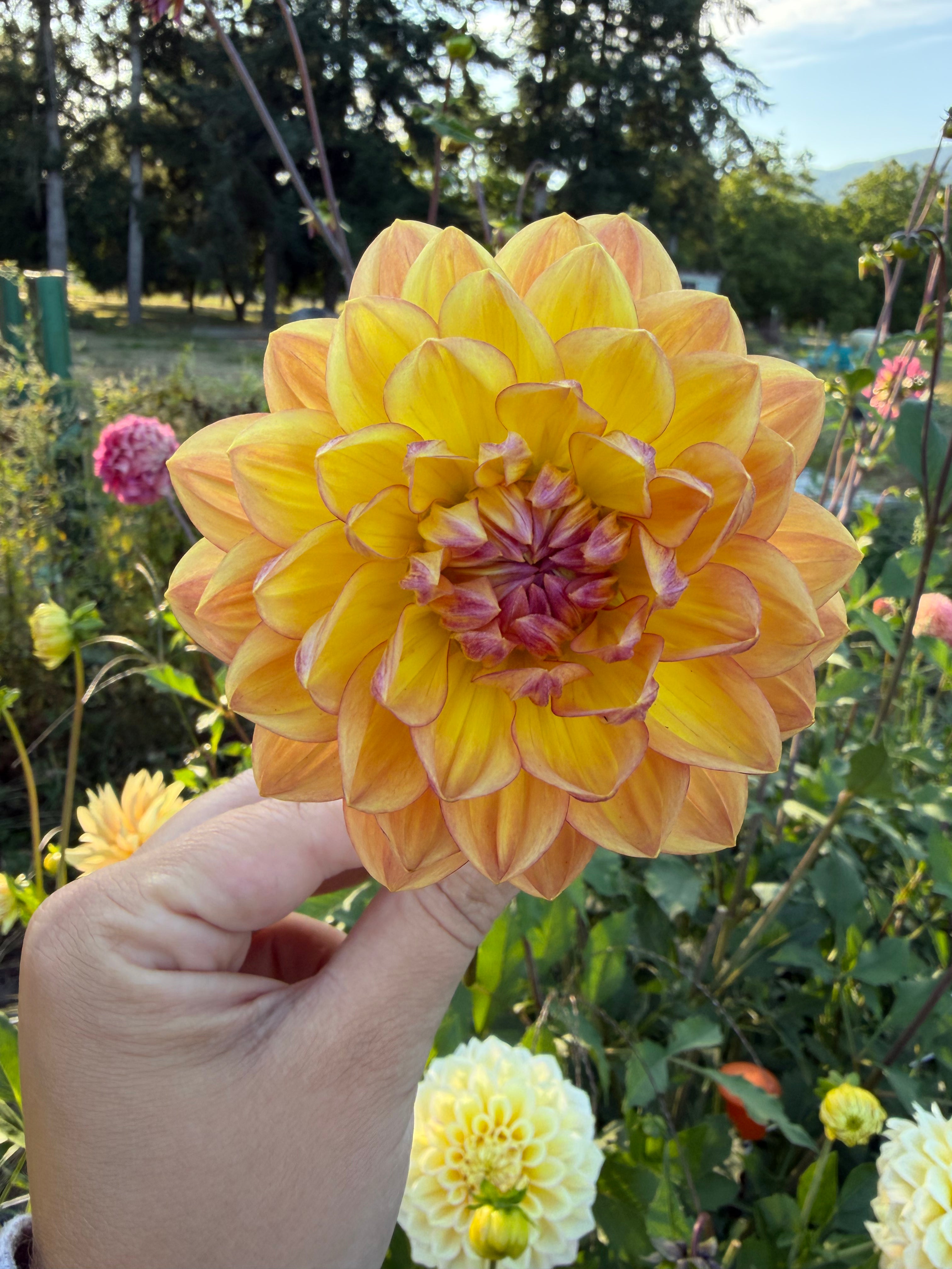 Hollyhill Golden Glow