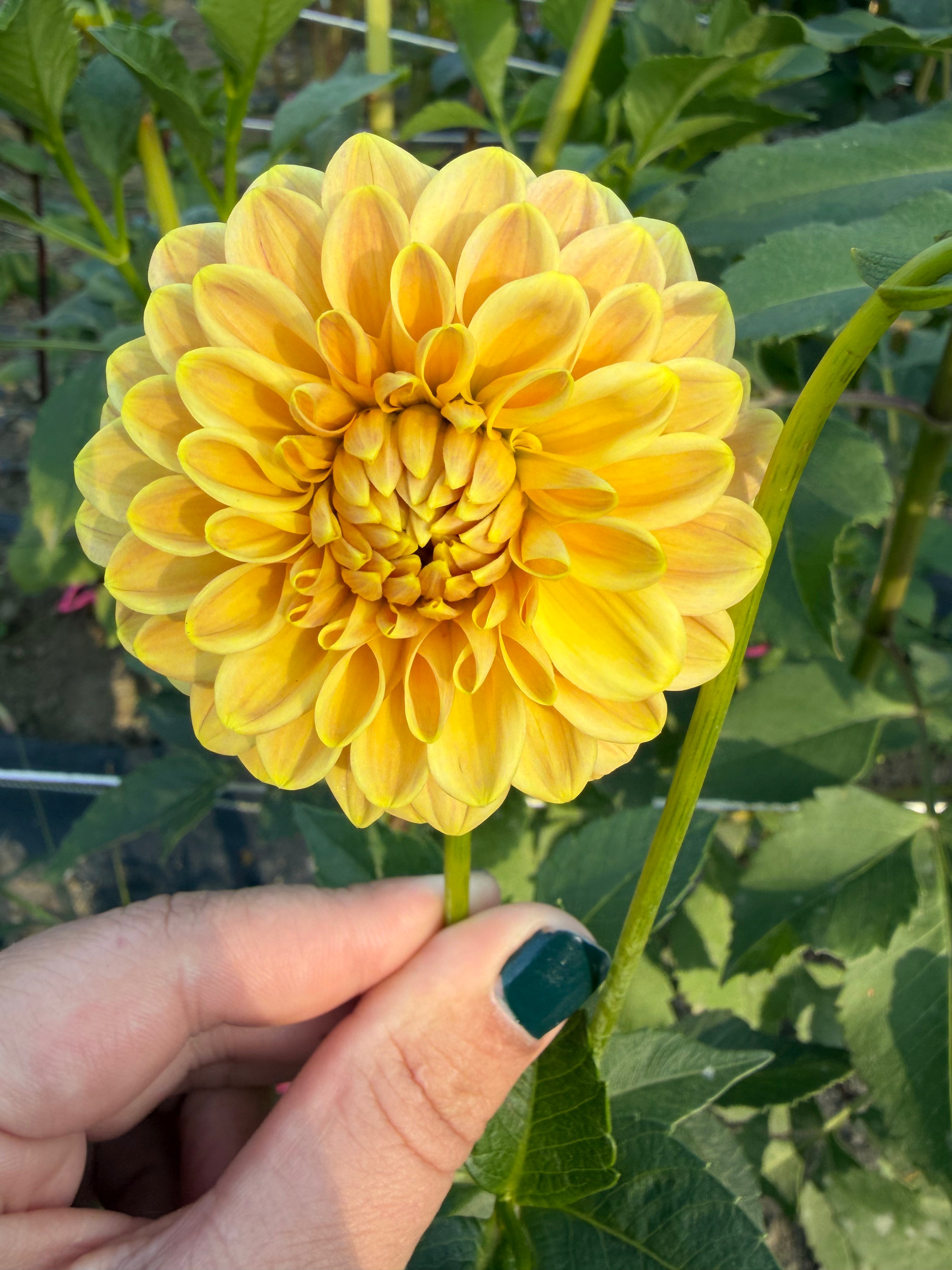 Florelie Fruit Tingle