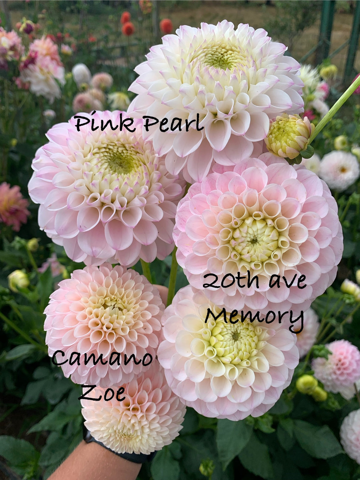 20th ave Memory
