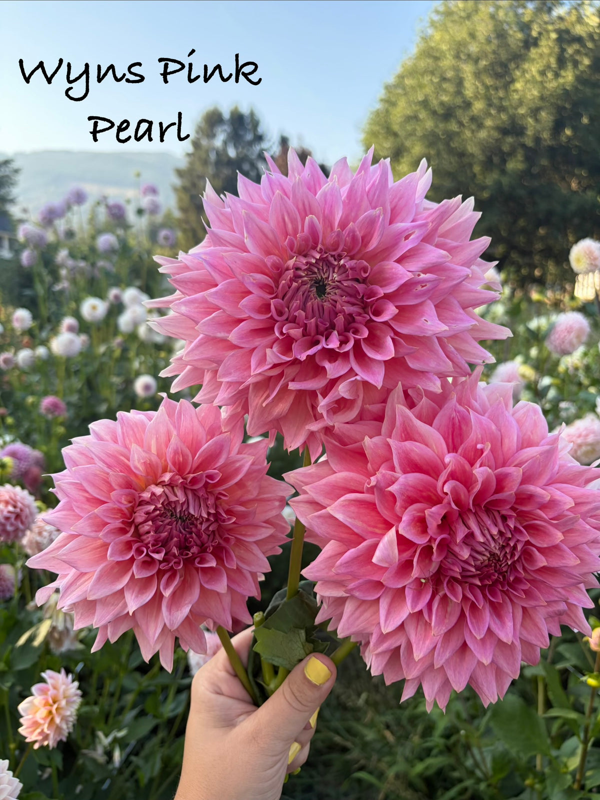Wyn's Pink Pearl