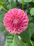 Pretty Petals Pink