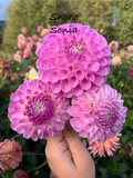 Snoho Sonia