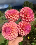 Bracken Rose (US)