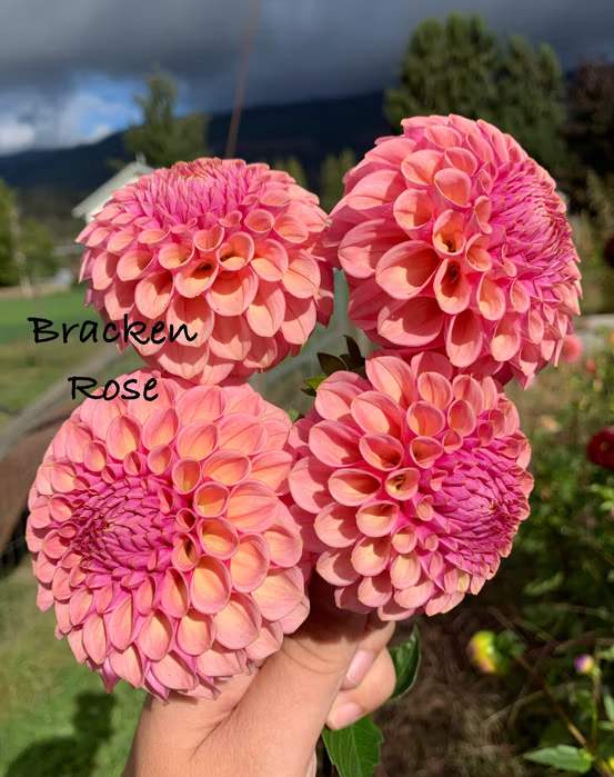 Bracken Rose (US)