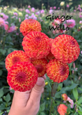 Ginger Willo
