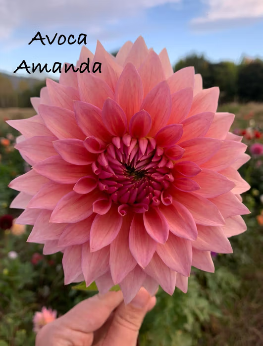 Avoca Amanda