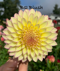 BQ Blush