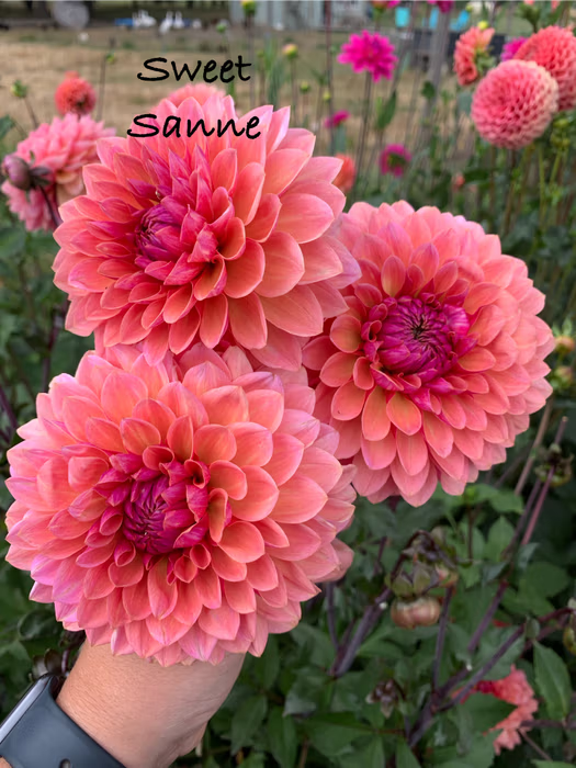 Sweet Sanne