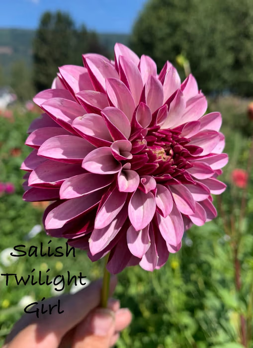 Salish Twilight Girl