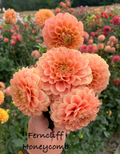 Ferncliff Honeycomb
