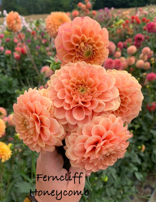 Ferncliff Honeycomb