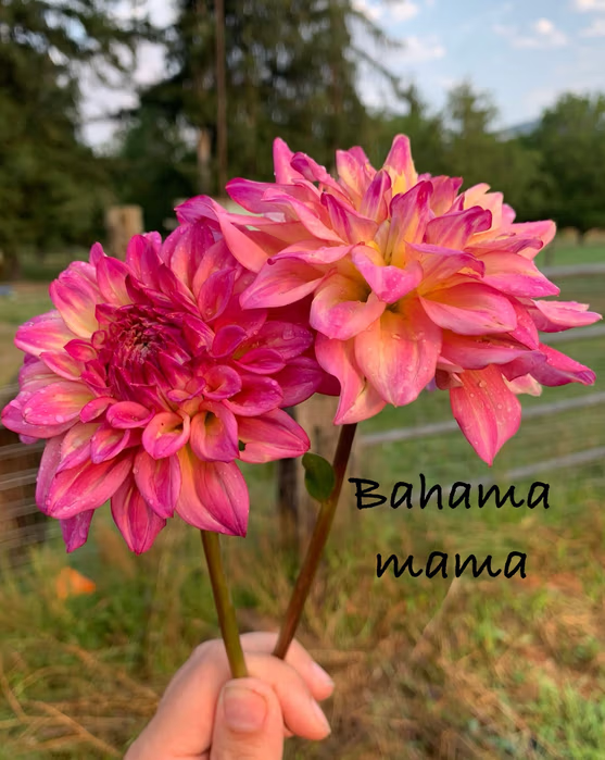 Bahama Mama