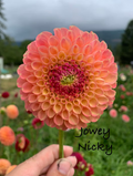 Jowey Nicky