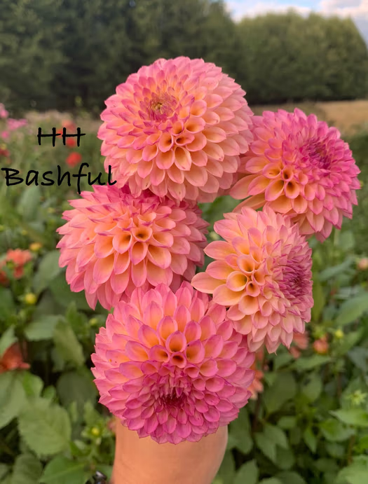 Hollyhill Bashful
