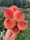 Pop Willo
