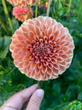 Valley Tawny
