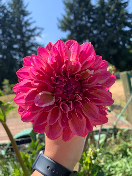 BQ Azalea