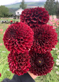 Jowey Mirella