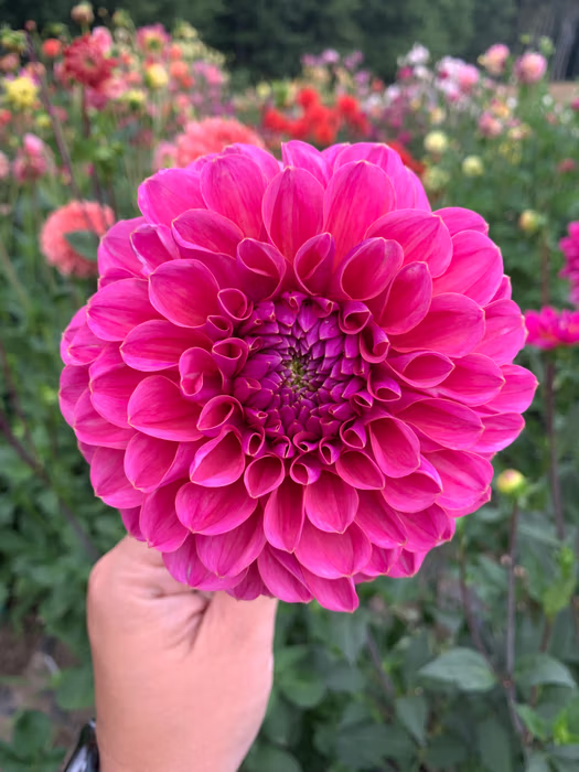 GC Pink Lemonade