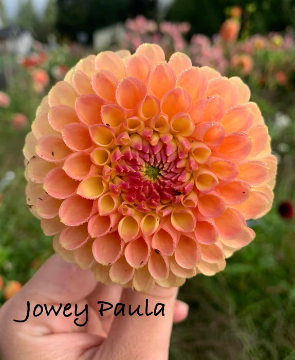Jowey Paula