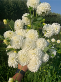 Orsett Beauty