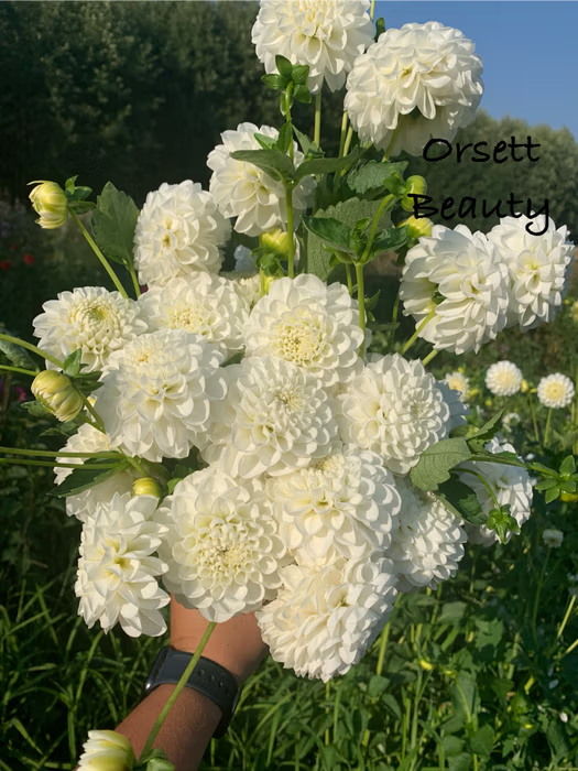 Orsett Beauty