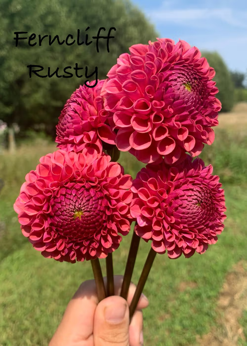 Ferncliff Rusty